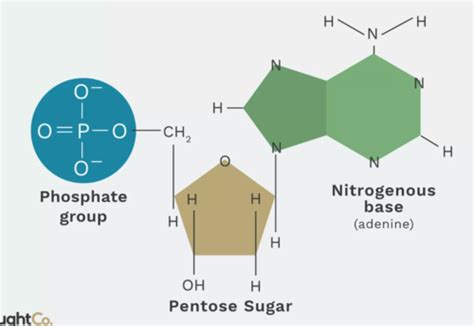 10 Nucleotides And Nucleic Acids Flashcards Quizlet