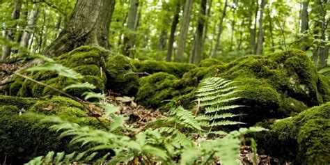 Bosque Caducifolio Concepto flora fauna clima y ubicación