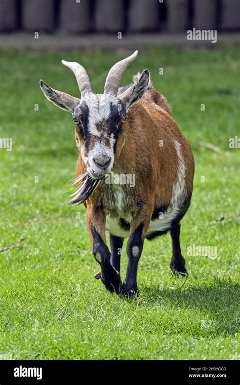 West African Pygmy Goat Capra Aegagrus Hircus Stock Photo Alamy