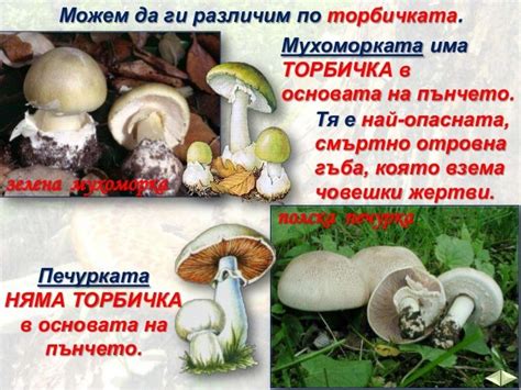 Познавате ли гъбите - ЧП, 3 клас, Булвест