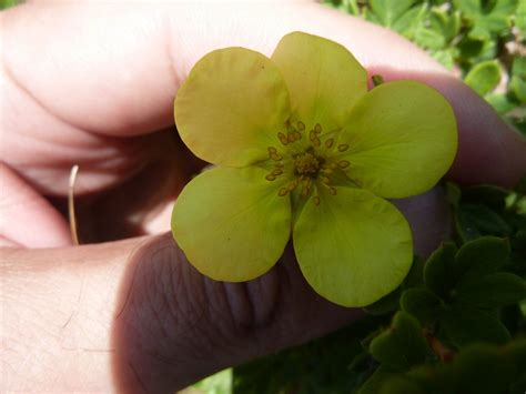 Transformational Gardening Shrubby Cinquefoil Dasiphora Floribunda