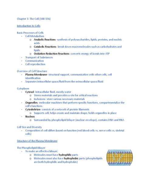 Human Anatomy And Physiology Chapter Joints