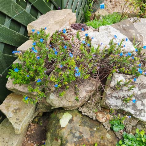 Lithodora Diffusa Heavenly Blue Syn Lithospermum Diffusum Heavenly