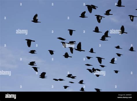 A Group Of Crows Flying In The Sky Stock Photo Alamy