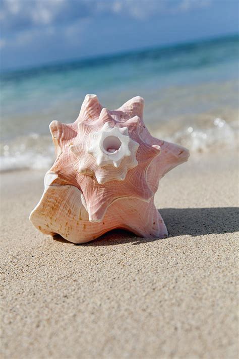 Conch Shell On Beach Photograph By Brandon Tabiolo Fine Art America