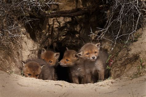 Premium Photo | Red fox cub or cubs, newborn foxes in there natural ...