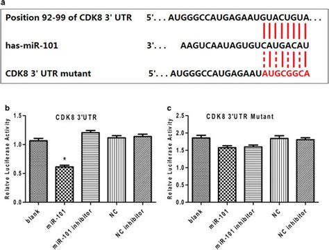 Mir Directly Targets The Utr Of Cdk Mrna A Wildtype And