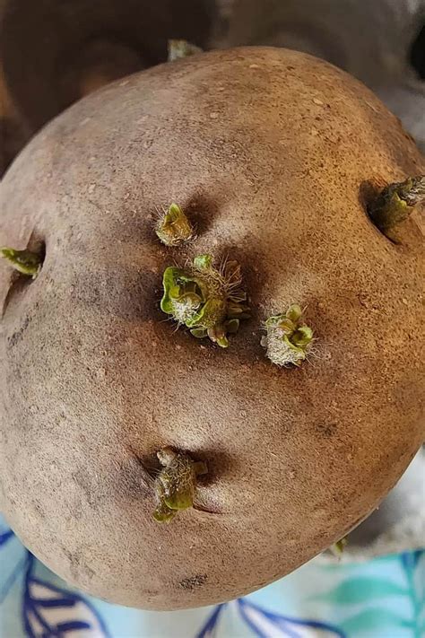 How To Make Seed Potatoes Grow Eyes For Planting In The Garden Hawk