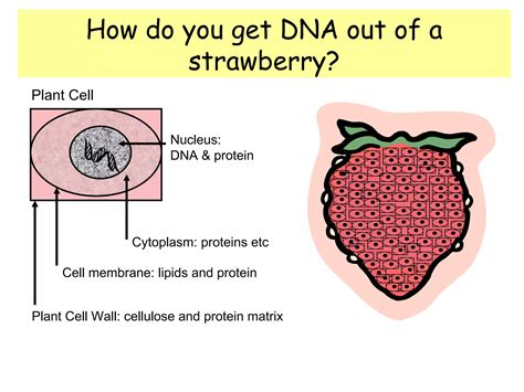 Dna Extraction Principles Ppt