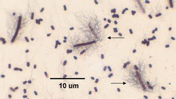 Bacterial cell structure & function: Flagellum