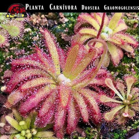 Compre agora a Drosera Graomogolensis a planta carnívora rara e