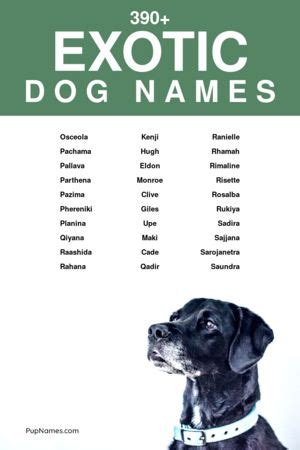 390+ Exotic Dog Names (+ Meanings) | PupNames.com™