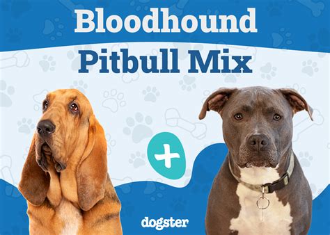 Bloodhound Pitbull Mixed Dog Breed Info Pictures Care And More Dogster