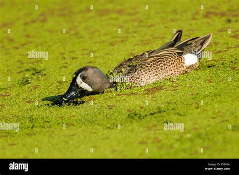 Blue Winged Teal Anas Discors Green Cay Nature Reserve Florida Stock