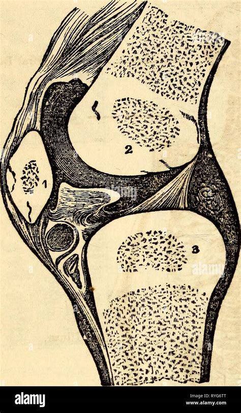 Anatomie et physiologie élémentaires pour des collèges des académies