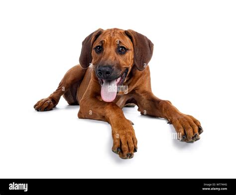 Rhodesian Ridgeback Dog Laying Down Hi Res Stock Photography And Images