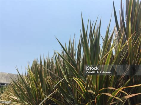 Lush And Dense Shrubs With Long Pointed Leaves Against A Clear Sky