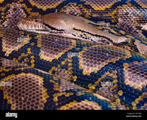 Reticulated Python Python Reticulatus High Resolution Stock Photography