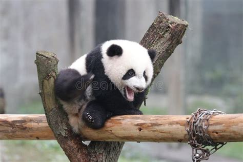 Cute Fluffy Baby Panda on the Playground Stock Photo - Image of little ...