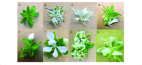 | Transgenic lines phenotypes. Phenotypes of 'Gala' transgenic lines ... 