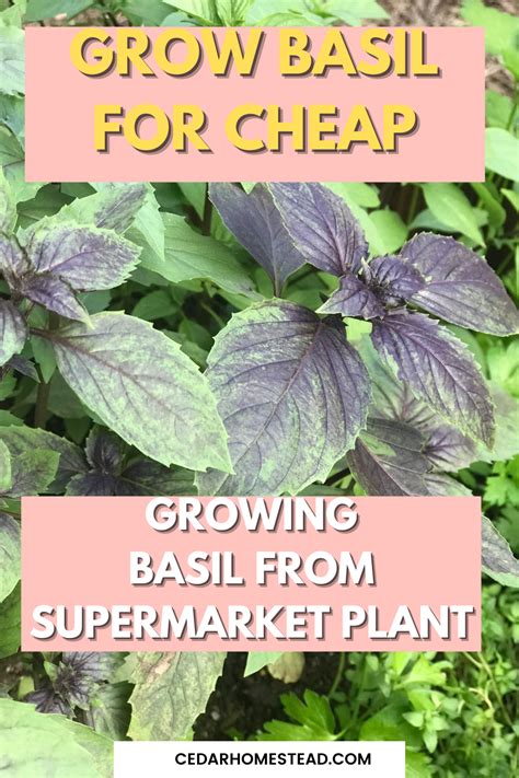 How To Grow Basil From Supermarket Plant Artofit