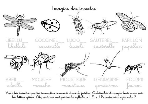 insectes Coloriage insectes Coloriage à imprimer Imagier