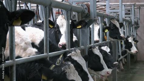 Milking Facilities For Cows Milking Parlor In Dairy Farm Cow Mother Waiting For Milking Milch