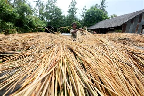 rotan sumbang perekonomian nasional antara foto