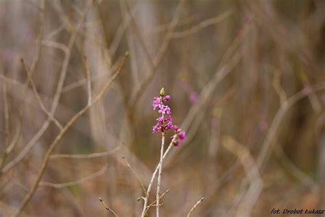 Wawrzynek Wilcze Yko Daphne Mezereum L Bieszczady Flickr