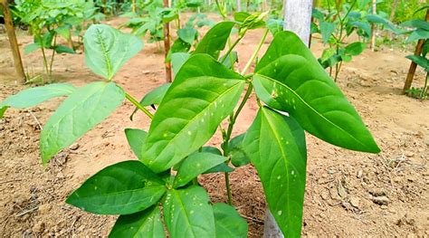 Cowpeas How To Grow And Care For Black Eyed Pea Plants • Air Gun Maniac