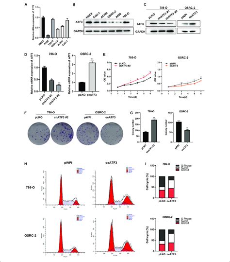 ATF3 Inhibits CcRCC Cell Proliferation Colony Forming Ability And