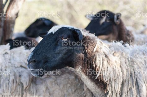 Closeup Of Domesticated Female Sheep Stock Photo - Download Image Now ...