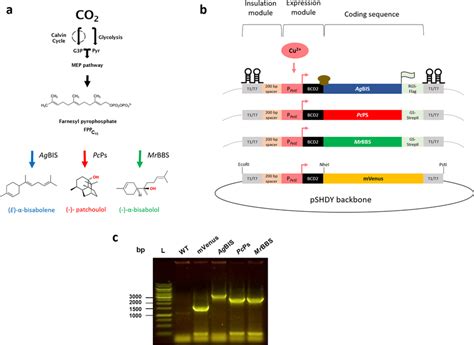 Sesquiterpene Pathway Design In Synechocystis A Pathway For Targeted