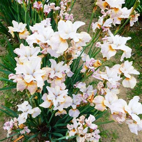 Iris Siberica (Siberian) Sarah Tiffney Order online in EU directly from ...