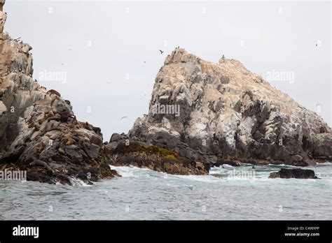 The Palomino Islands Off The Coast Of Lima Peru Stock Photo Alamy