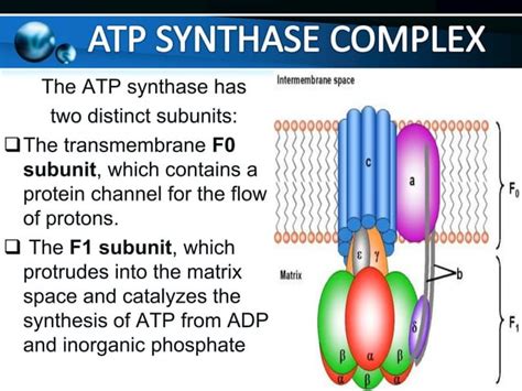 Oxidative Phosphorylation Ppt