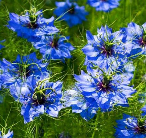 Eenjarig Nigella Damascena Miss Jekyll Skyblue Kwekerij Margriet