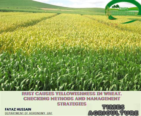 Rust causes yellowishness in wheat. Checking Methods and management ...