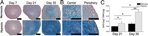 Hypoxia Stimulates Chondrogenic Differentiation Of Mscs A