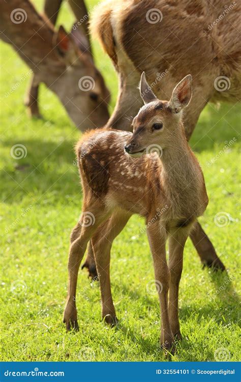 Baby Fallow Deer Stock Image Image Of Dama Young Fallow 32554101