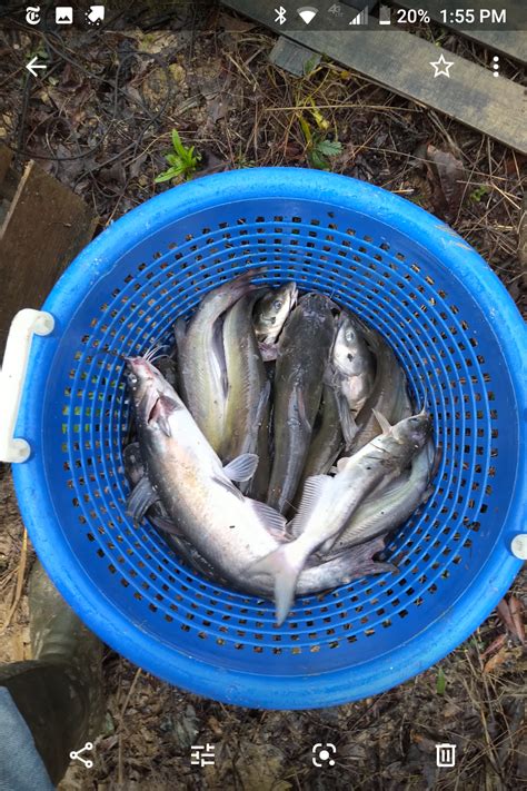 Catfish Trap Outdoor Board