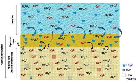 Two Schematic Drawings Of A Surface Hydrated Layer Model For Nanometric