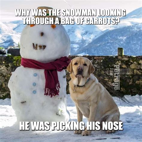 Yellow Lab Snowman Meme PETRAGE