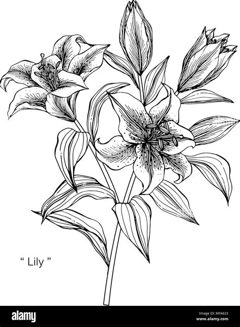 Lily Flower Drawing Illustration Black And White With Line Art On