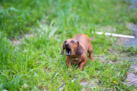 Cosa Fare Quando Il Cane Ringhia Al Padrone