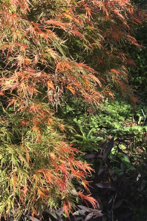 Jc Raulston Arboretum Now Showing November 10 2020