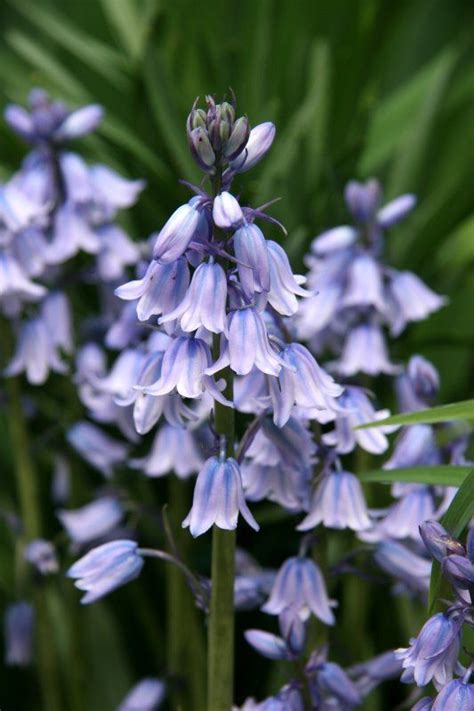 Bluebells Bluebells New Zealand Garden Flowers