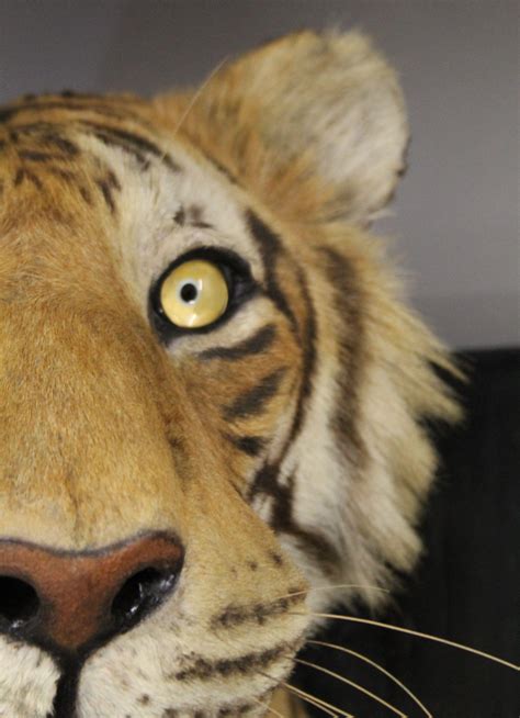 Sold Price A Large And Impressive Taxidermy Specimen Of A Tiger