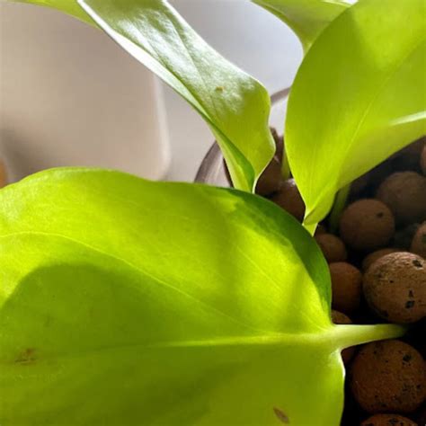 Variegated Neon Pothos Teak And Terracotta