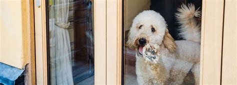 Separation Anxiety | Zoe Willingham Dog Behaviourist near me